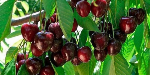 Kako pravilno orezati kalemljeno drvo trešnje